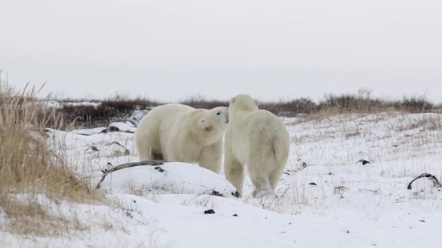 Polar bears courtship Beautiful shot of 2 Polar bears playing