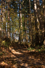 Golden hour in fall forest with orange leaves and shadows on the old mossy trees