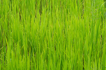 green rice field 
