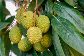 A bunch of Lychee handing betwween leaves of Lychee tree