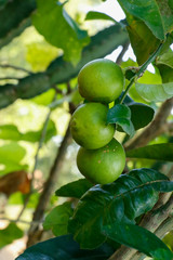 Bunch of green lemon with leafs