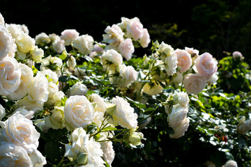 Obraz na płótnie Canvas White roses in Rose garden in the Palais Royal square, Paris, France