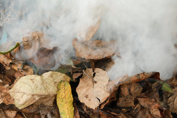 Dry leafs burning  producing ash and smoke