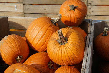 pumpkins in container at farm in autumn harvest season