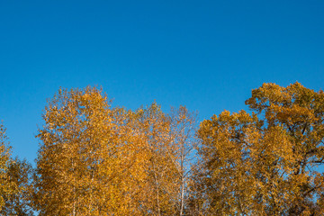 beautiful golden leaves on the tree under the blue sky on a sunny day