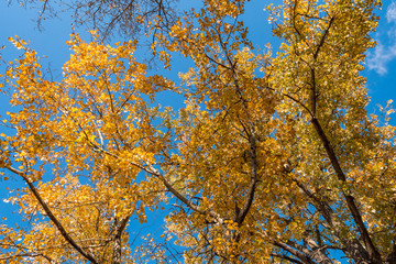 beautiful golden leaves on the tree under the blue sky on a sunny day