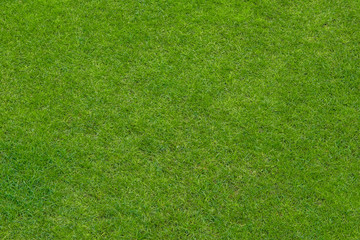 Fototapeta na wymiar Green grass lawn, natural background