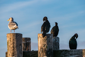 group of cormorants and seagull resting on the wooden piers by the sea under blue sky