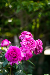 Pink roses in Rose garden in the Palais Royal square - Paris, France