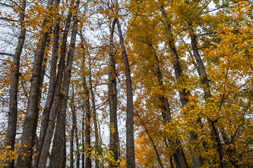 thin and tall trees with golden leaves foliage under cloudy sky