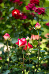 Red roses in Rose garden in the Palais Royal square - Paris, France