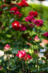 Obraz na płótnie Canvas Red roses in Rose garden in the Palais Royal square - Paris, France
