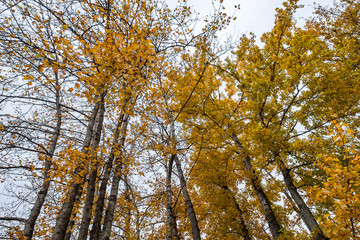 thin and tall trees with golden leaves foliage under cloudy sky