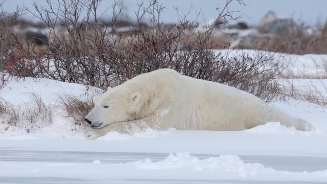 Polar bear licking and feeding Beautiful shot of Polar bear licking and feeding in the snow