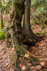 old tree with burls all over the tree trunk inside forest