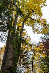 Obraz premium trees with yellow leaves inside forest on a cloudy day