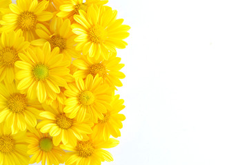 yellow chrysanthemum flowers