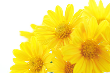 yellow chrysanthemum flowers