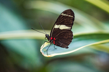 butterfly with black wings with red and white stripes resting on the tip of green leaf