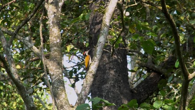 Himalayan Flameback Woodpecker (Dinopium shorii), also known as the Himalayan Goldenback Sitting on Tree