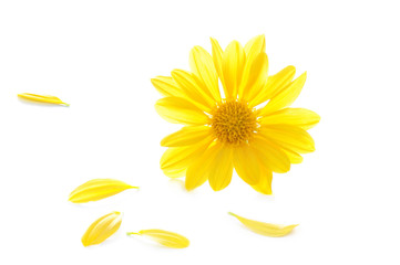 yellow chrysanthemum flowers
