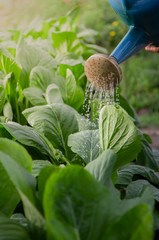 Watering vegetables