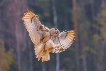 Eagle owl flying in the forest. Huge owl with open wings in habitat with trees. Beautiful bird with...