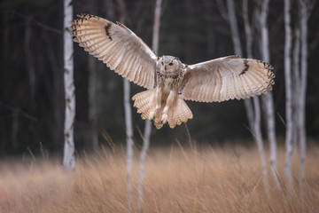Eagle owl flying in the forest. Huge owl with open wings in habitat with trees. Beautiful bird with orange eyes.