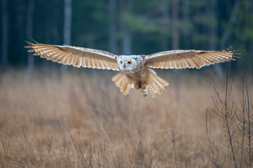 Eagle owl flying in the forest. Huge owl with open wings in habitat with trees. Beautiful bird with orange eyes.