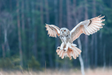 Eagle owl flying in the forest. Huge owl with open wings in habitat with trees. Beautiful bird with orange eyes.