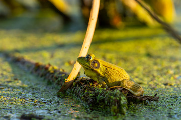 Green frog in swamp water