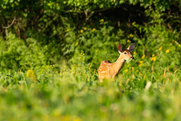 Whitetail fawn in green field