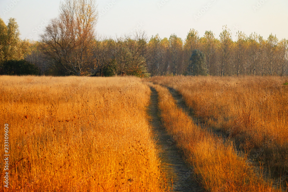 Canvas Prints country road in autumn