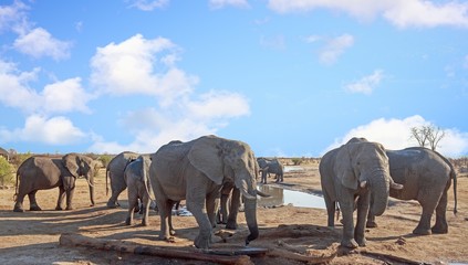Fototapeta na wymiar Herd of elephants group around a camp waterhole to take a drink, Hwange National Park. Zimbabwe