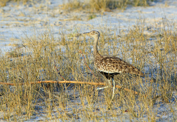 Red-crested korhaan (Lophotis ruficrista) standing on the ground surrounded by blades of grass in...