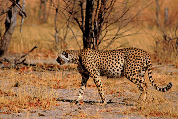 Low light image of a cheetah walking on the african plains with nice deep golden shadows - Hwange National Park