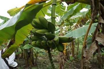 Platano cachacho en Coyaima