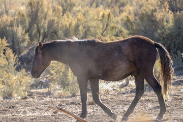 Piceance Wild Mustang