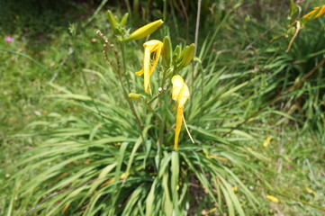 Flor Amarilla