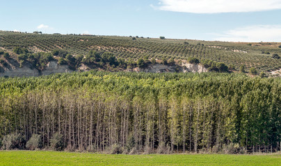 Fototapeta premium Landscape of olive trees in Granada