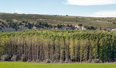 Landscape of olive trees in Granada