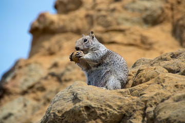 Squirrel Feeding