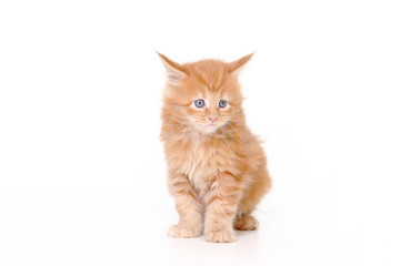 kitten of maine coon on white background