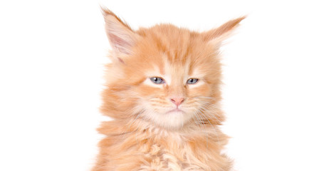 kitten of maine coon on white background