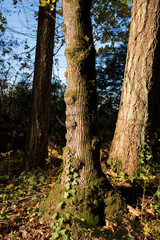 tree trunks with leaves and moss