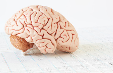 Human brain model on background of brain waves