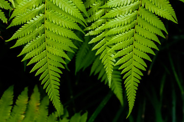 Fern leaves on black background in a garden