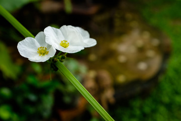 Close up white flower on blurred background with copy space