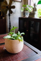 Potted plant in white ceramic pot on wooden table in a Thai traditional house on blurred background