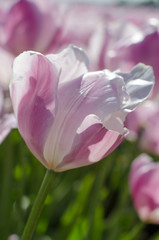 tulips in the garden